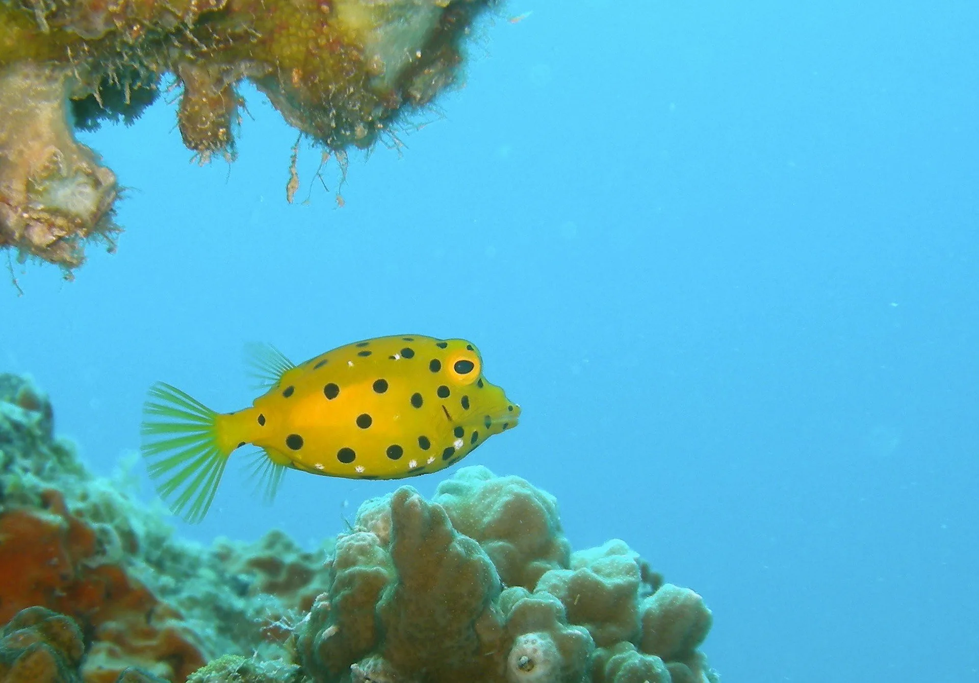 Yellow Boxfish swimming in corals