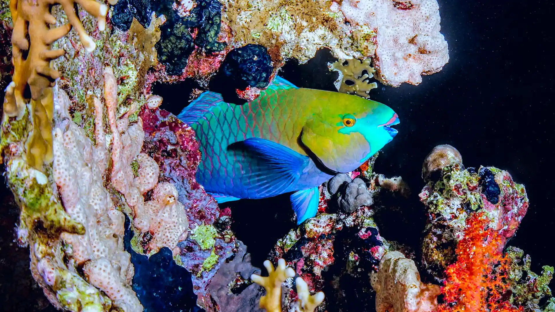 Parrotfish in corals