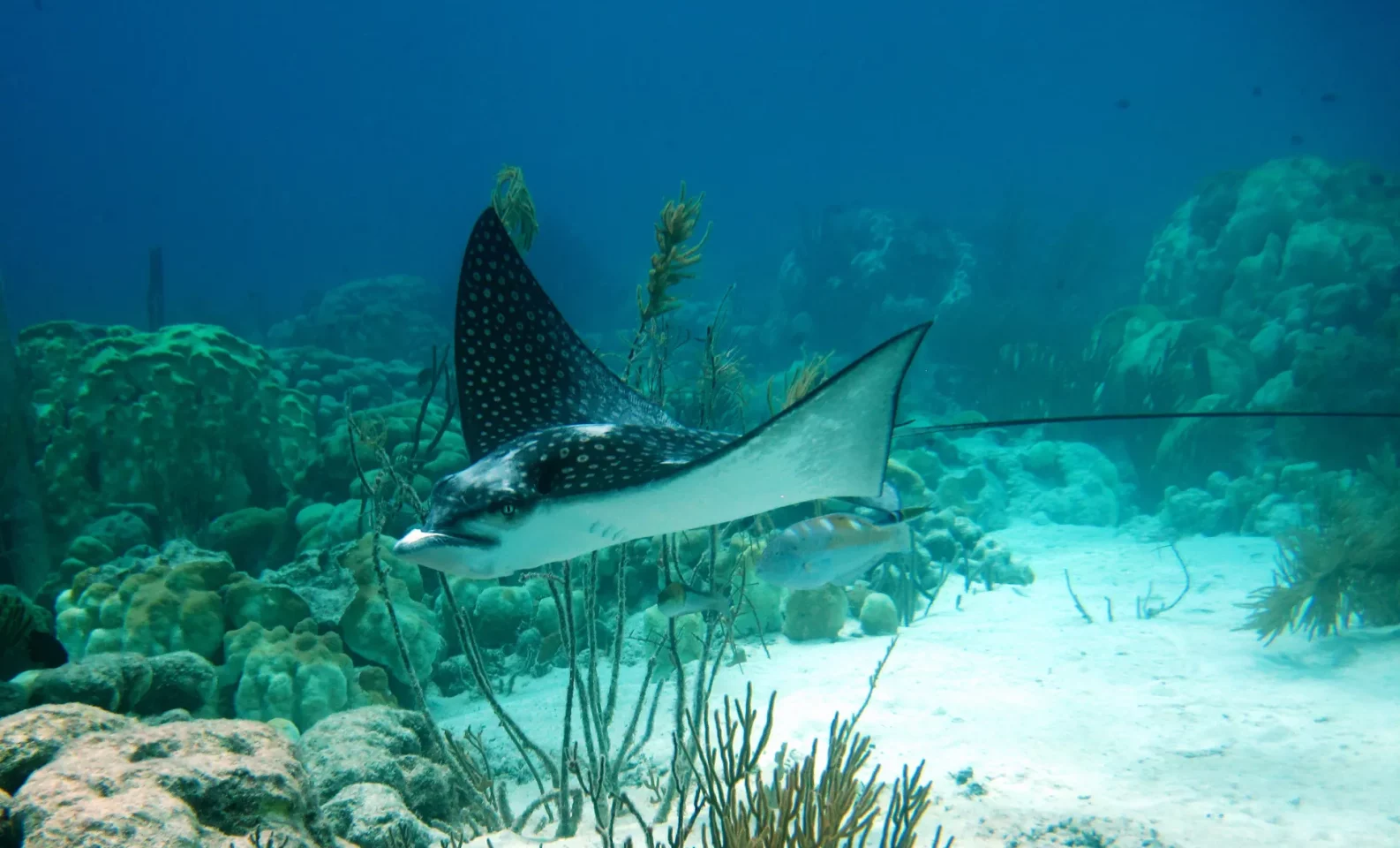 Whitespotted Eagle Ray swims in ocean