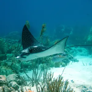 All About Whitespotted Eagle Rays