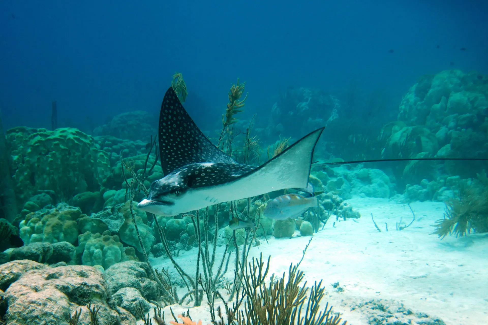Whitespotted Eagle Ray swims in ocean