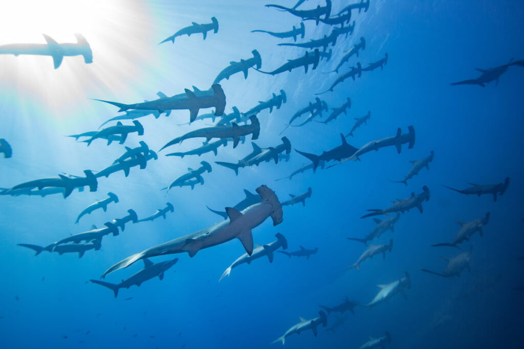 Hammerhead sharks swims in the ocean