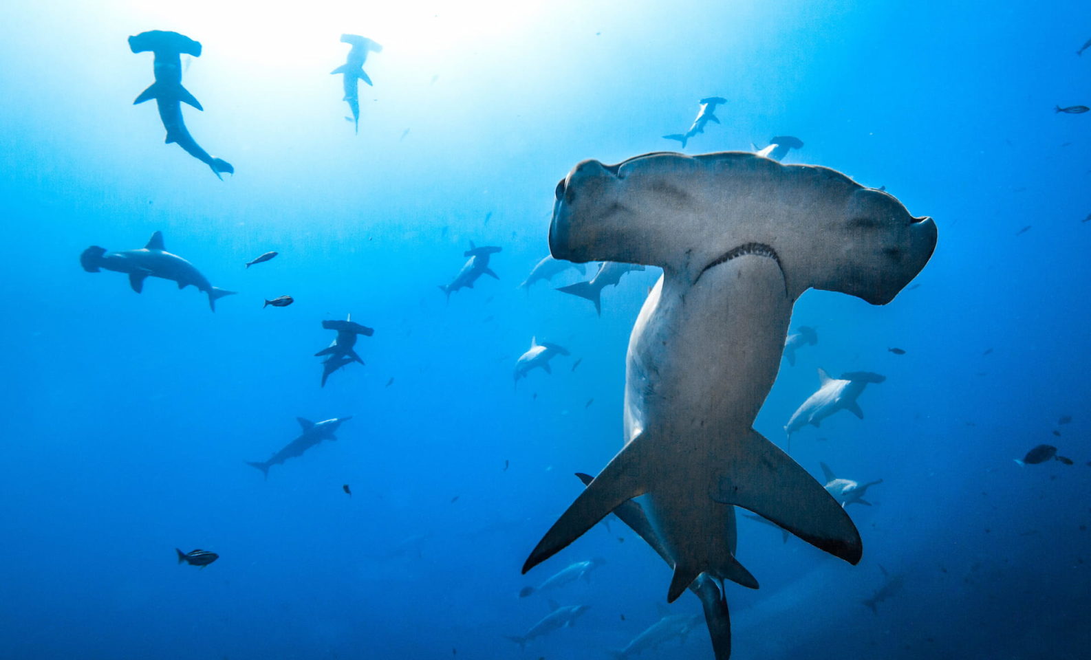 Hammerhead sharks swims in the ocean