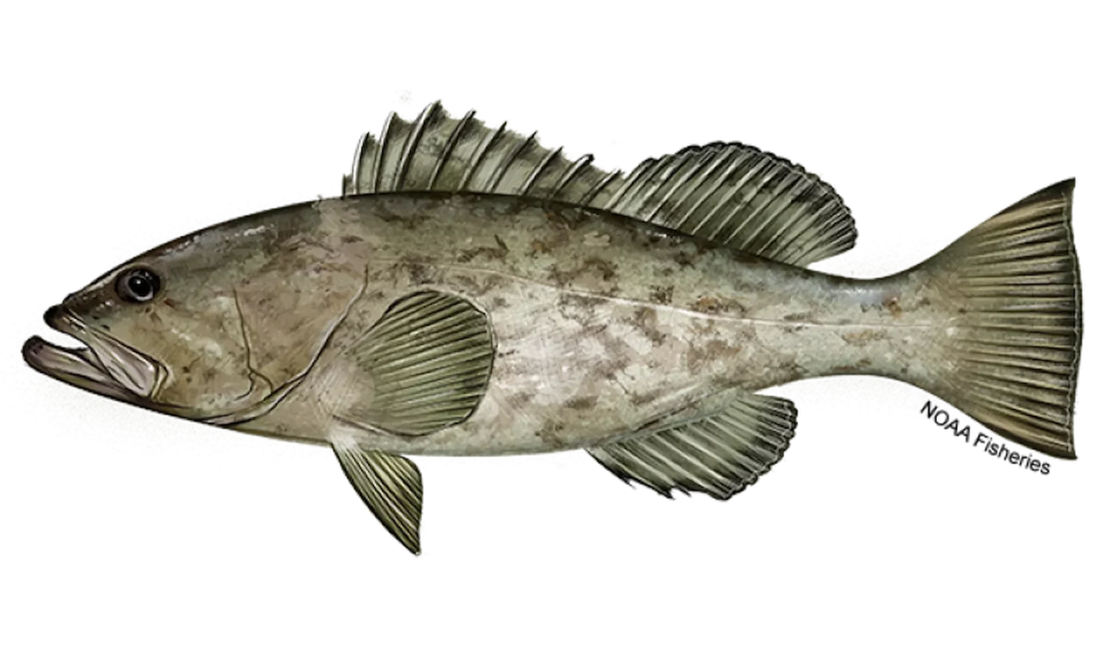 Gag Grouper illustration