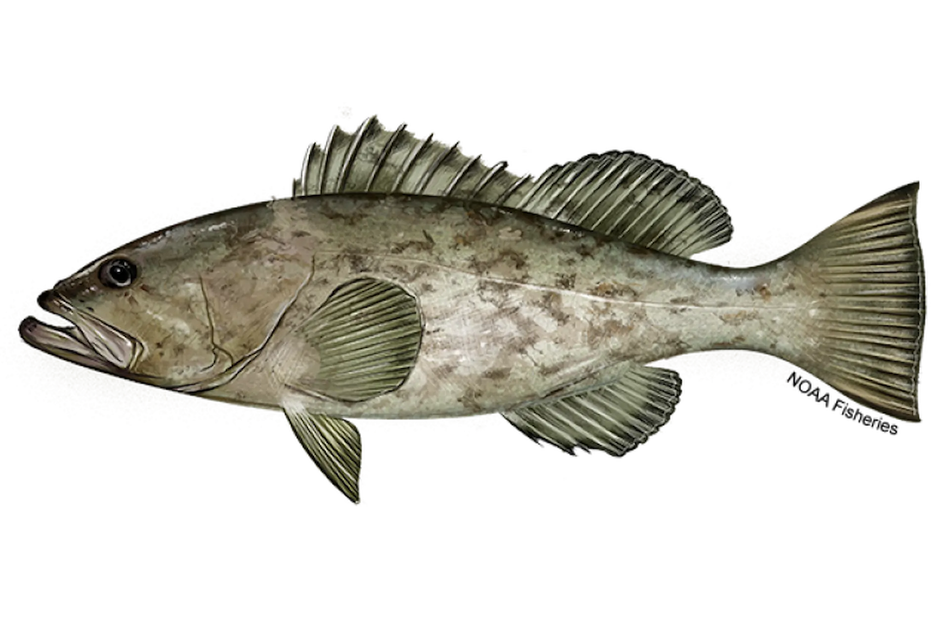 Gag Grouper illustration