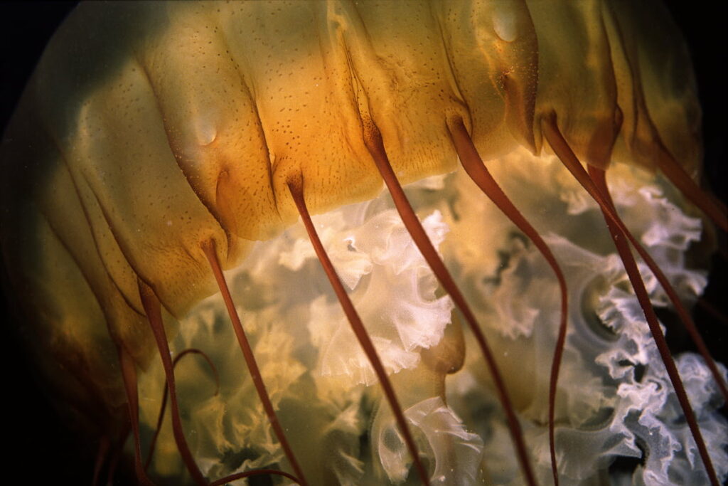 Sea nettles