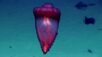 Sea Cucumber in ocean