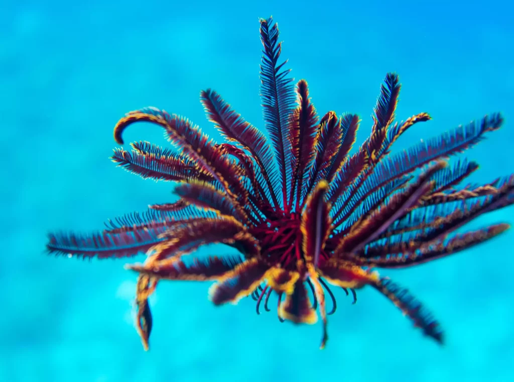 Feather stars (Crinoid), Komodo National Park