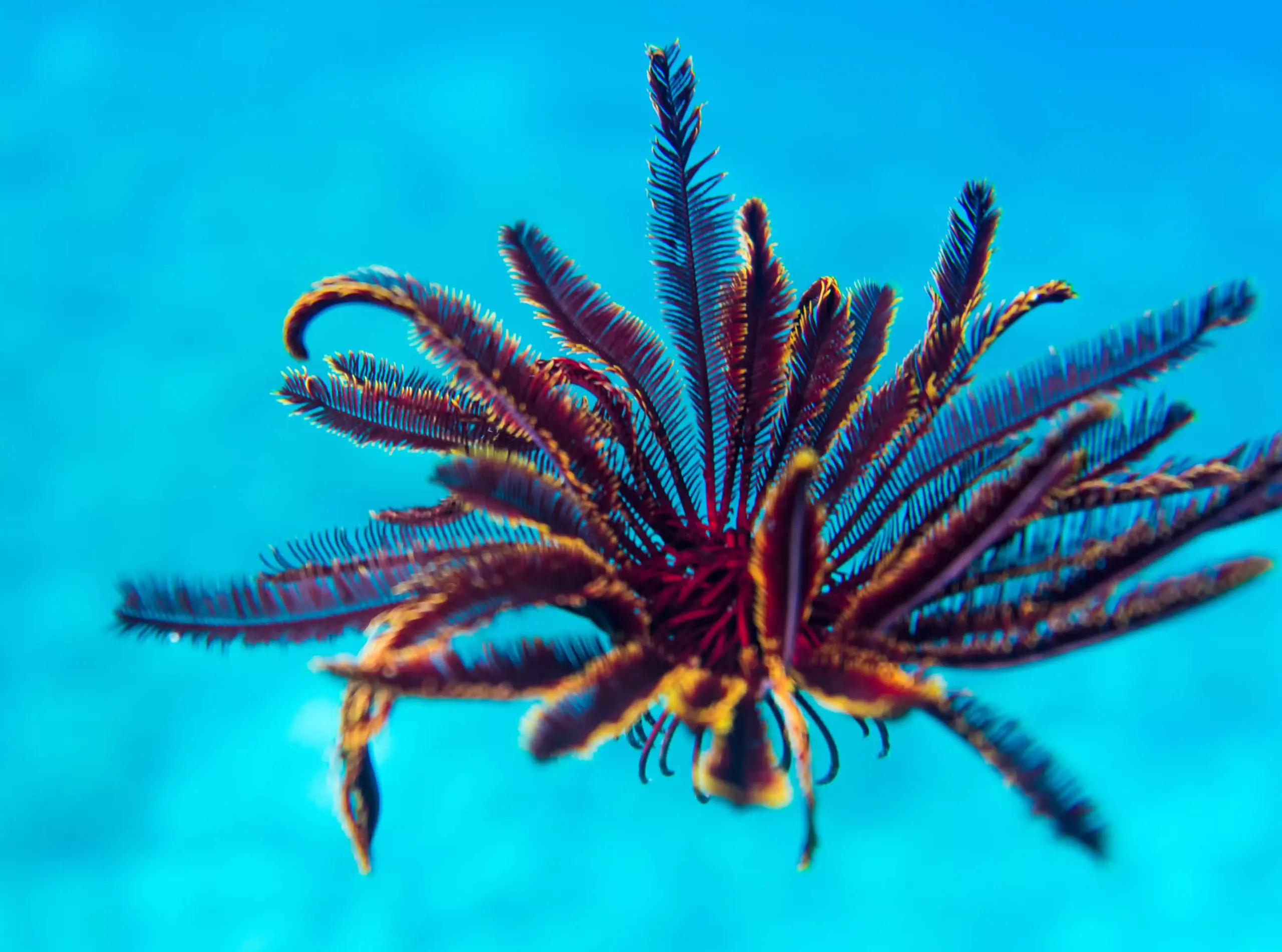 Feather stars (Crinoid), Komodo National Park