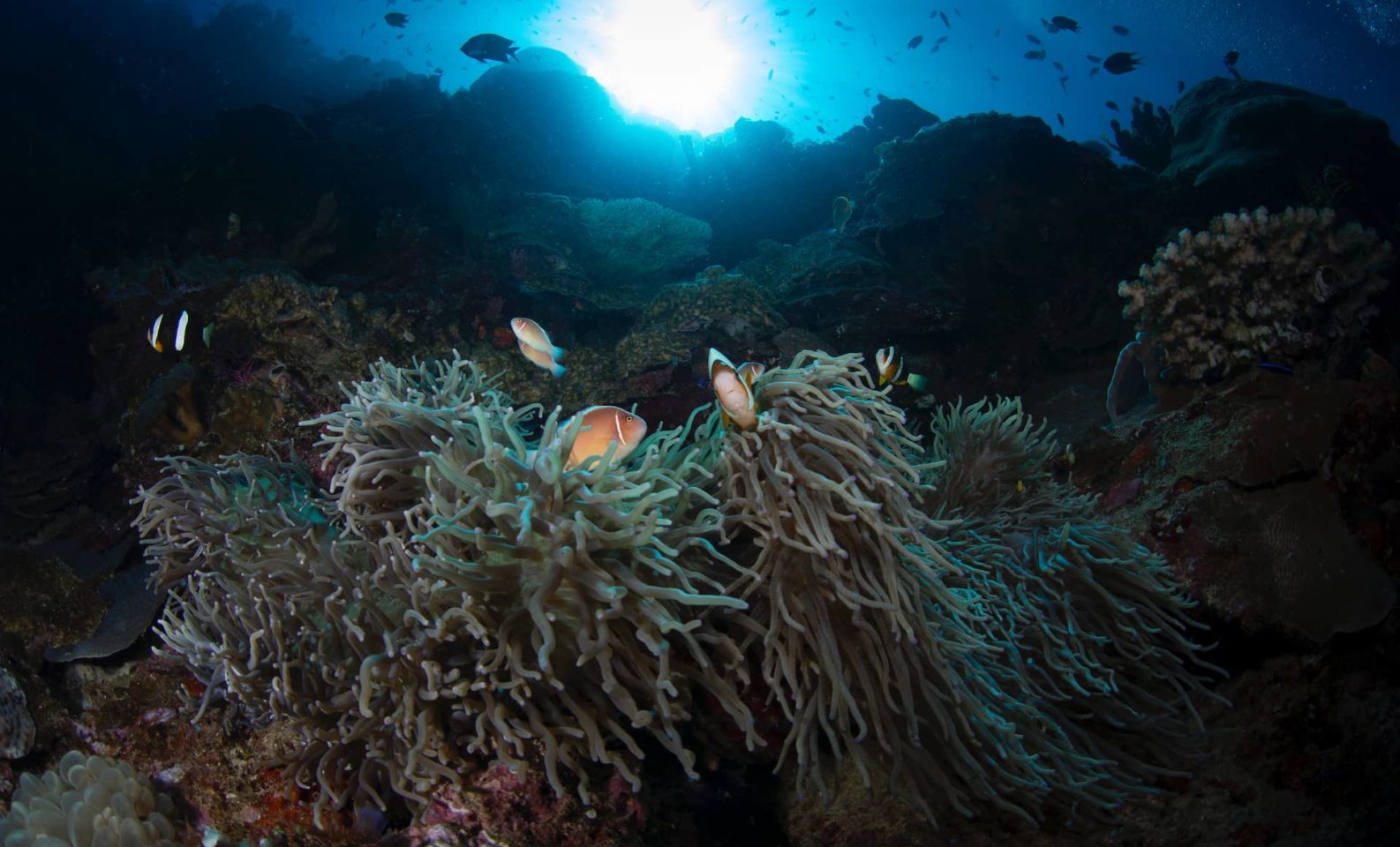 Clownfish in warming ocean corals
