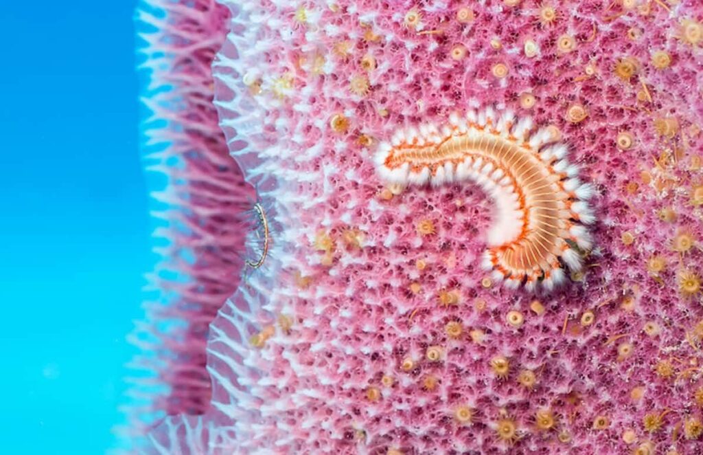 Bearded Fireworm on Vase Sponge
