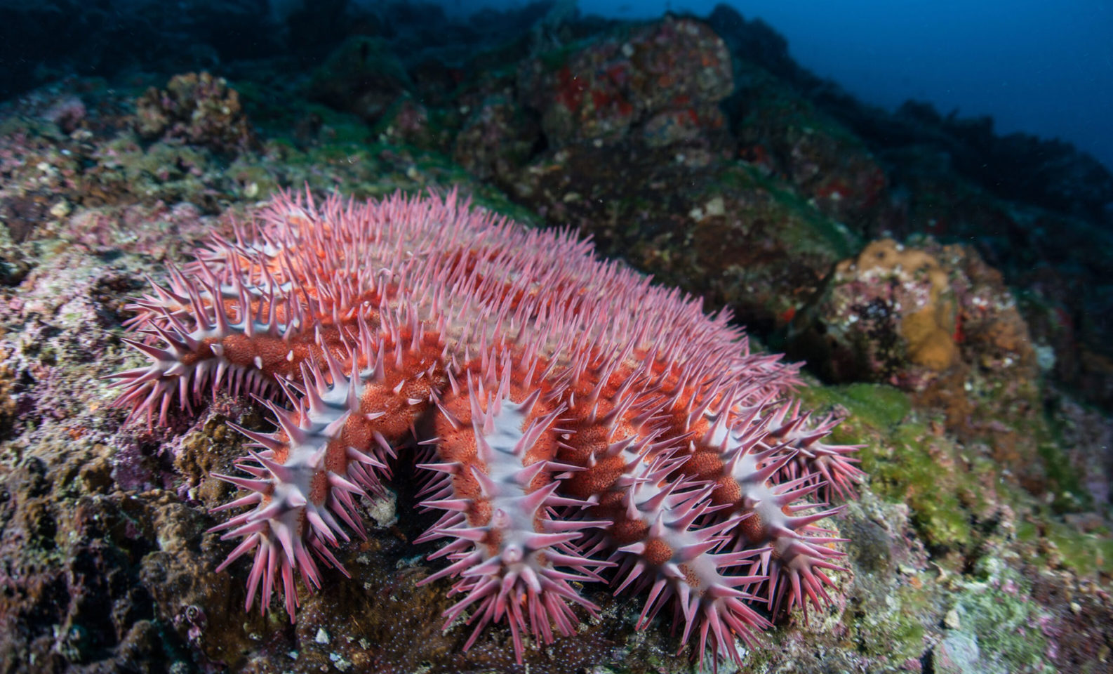 Crown Of Thorns Starfish