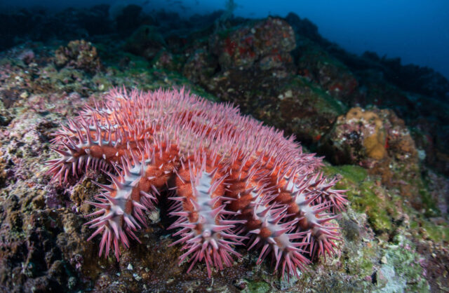 Crown Of Thorns Starfish