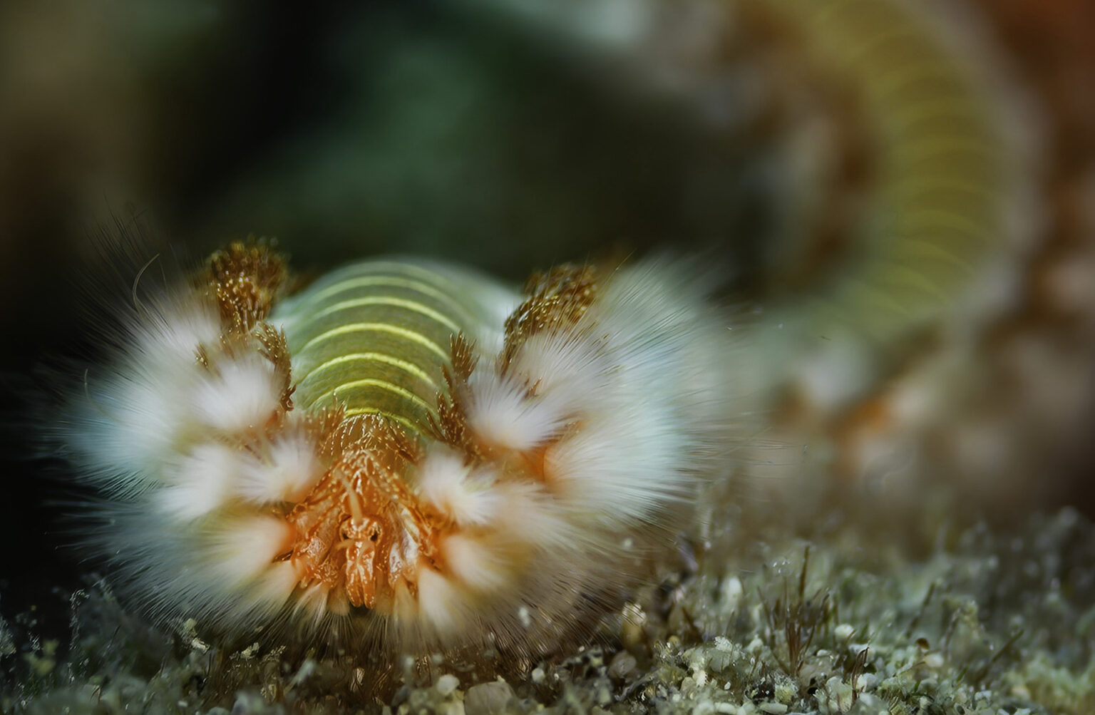 Fireworm close-up
