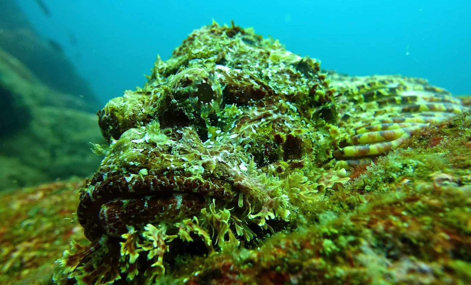 Stonefish in the ocean