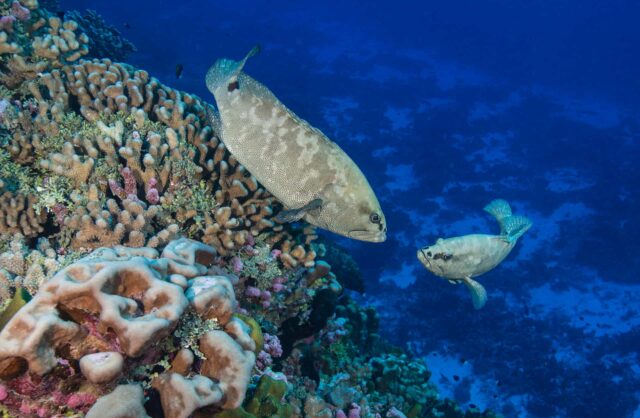 Two grouper swim near corals