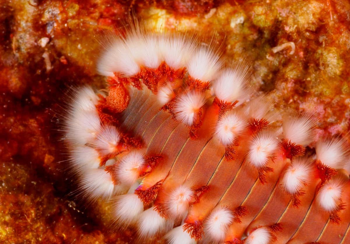 What is a Bearded Fireworm? - Ocean Conservancy