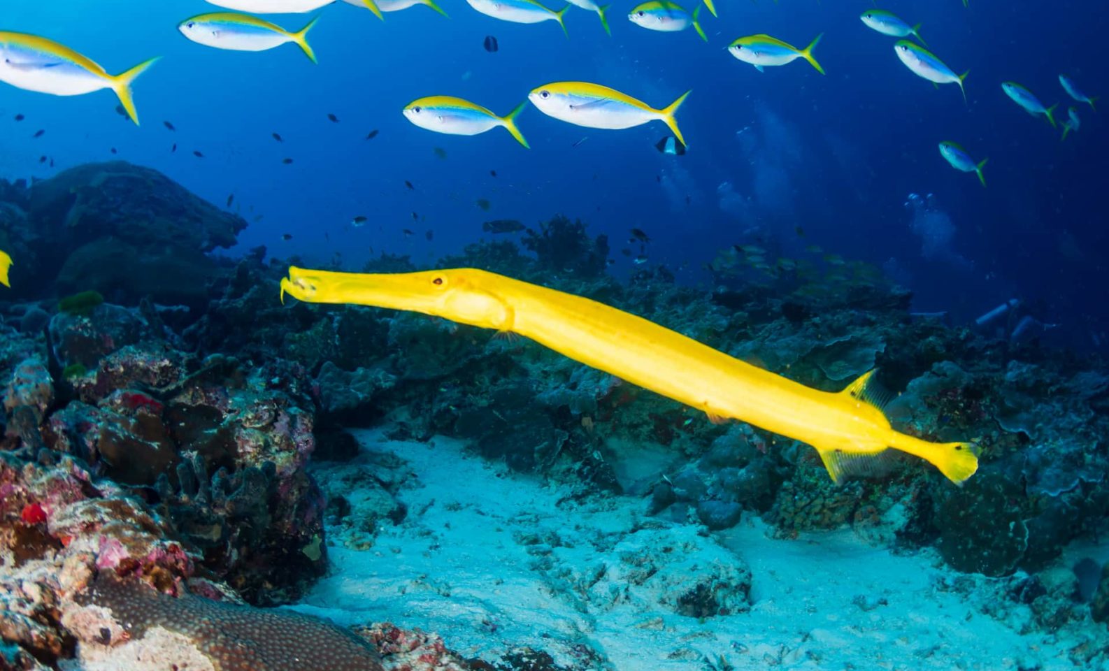 Yellow trumpetfish swims in ocean