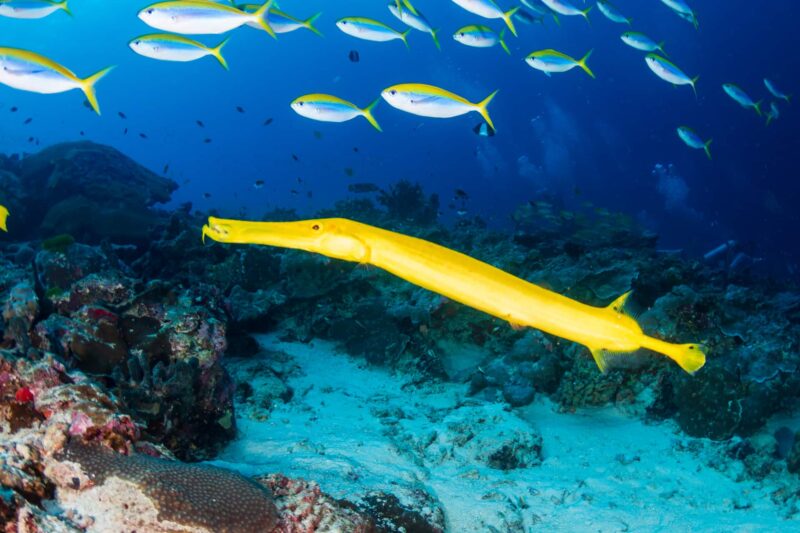 Yellow trumpetfish swims in ocean