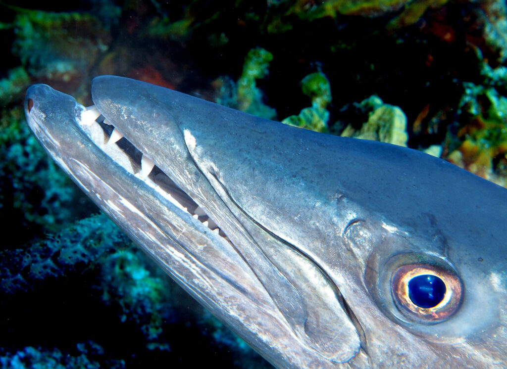 Up close profile shot of a barracuda.