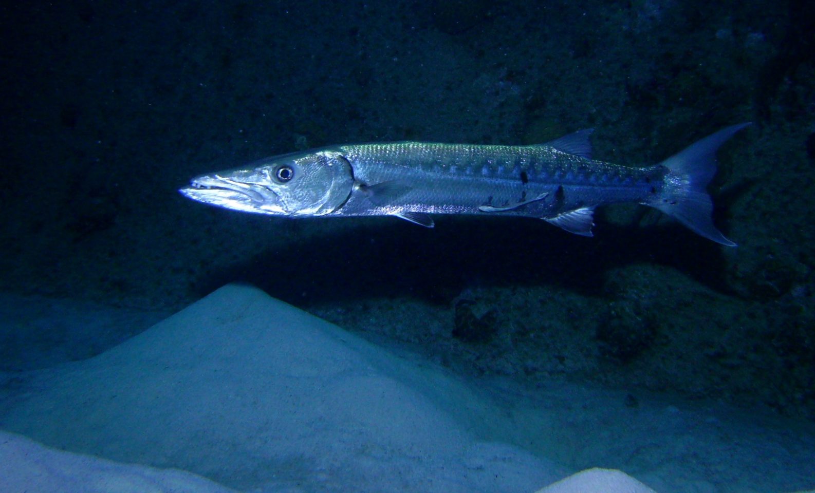 Barracuda