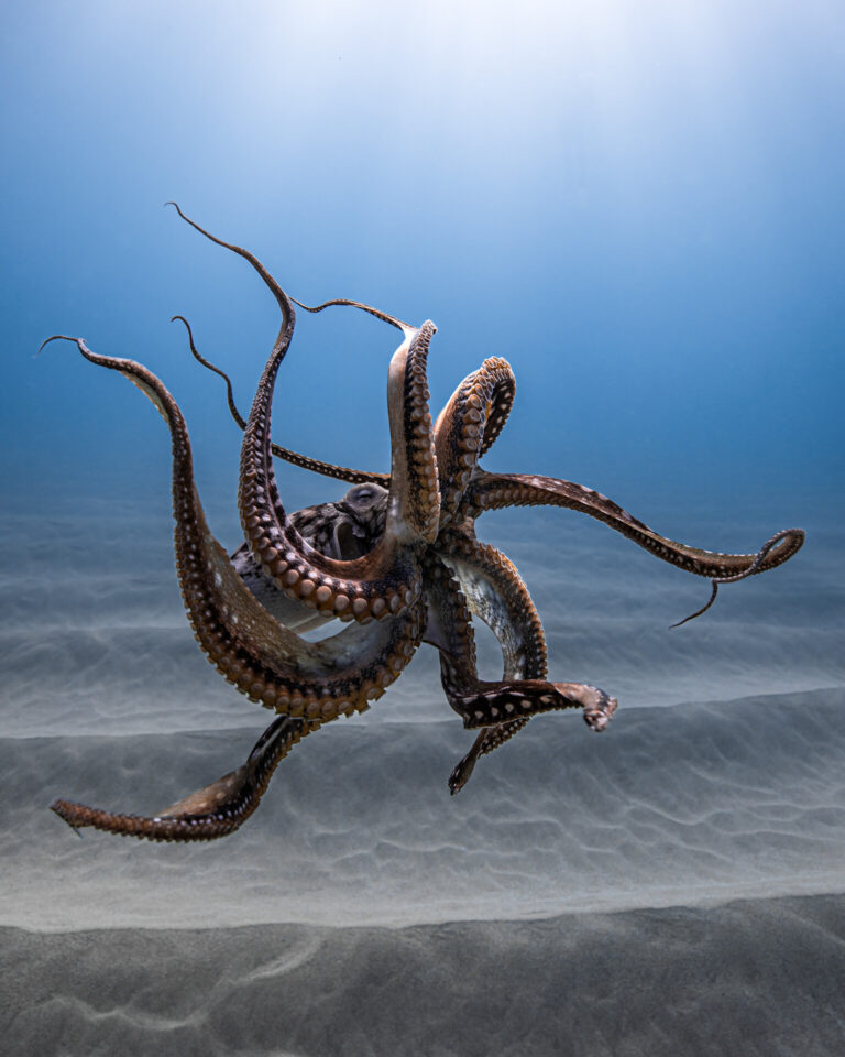 An alien-like octopus dances above the sand, its graceful and intelligent movements mesmerizing.