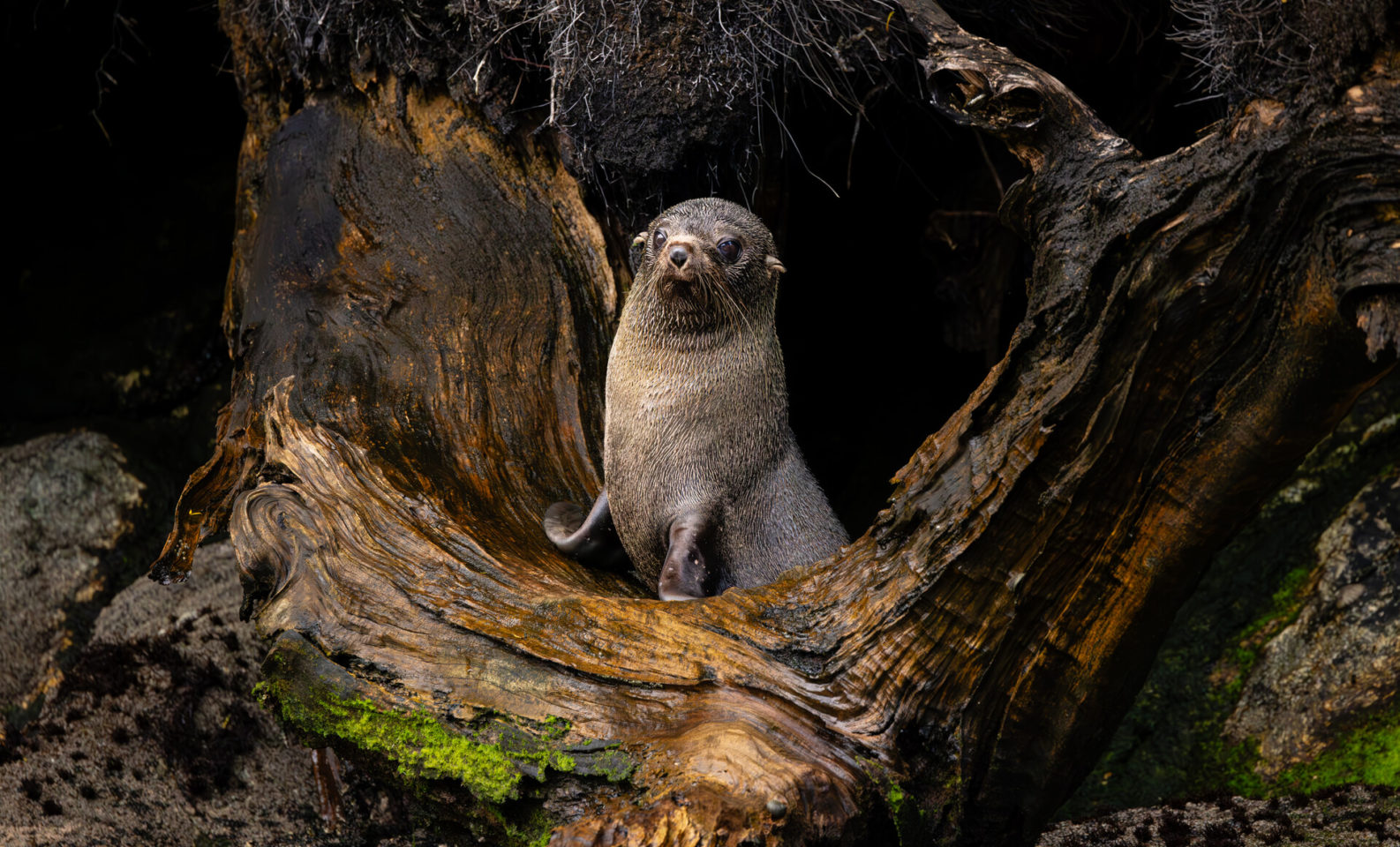 A New Zealand Fur Seal (Kekeno) basks in the protective cradle of a coastal tree, exuding both strength and serenity. The natural frame of gnarled, weathered wood and lush, emerald moss evokes the profound connection between marine wildlife and their verdant habitats. Sunlight filters through the dense canopy, casting dappled shadows that dance across the seal’s sleek, glistening fur.