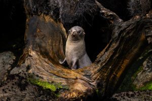 A New Zealand Fur Seal (Kekeno) basks in the protective cradle of a coastal tree, exuding both strength and serenity. The natural frame of gnarled, weathered wood and lush, emerald moss evokes the profound connection between marine wildlife and their verdant habitats. Sunlight filters through the dense canopy, casting dappled shadows that dance across the seal’s sleek, glistening fur.