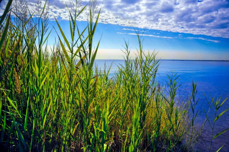 Chesapeake Bay Coast
