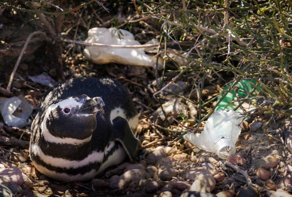 How Is Plastic Pollution Affecting Penguins?