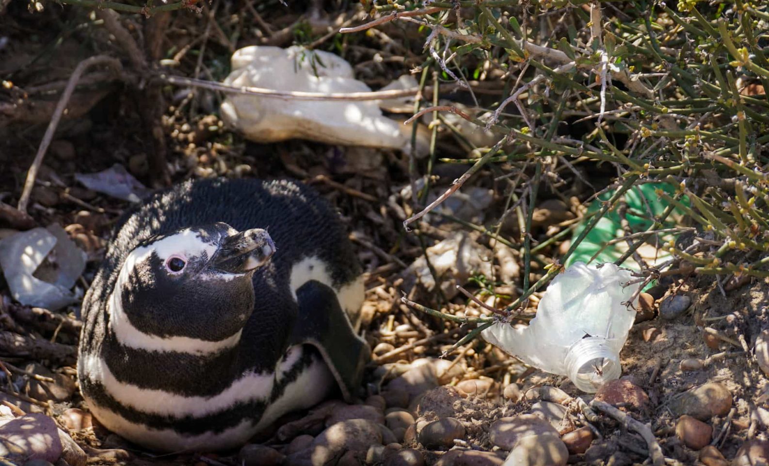 penguin around plastic pollution