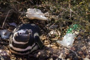 penguin around plastic pollution