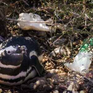 How Is Plastic Pollution Affecting Penguins?