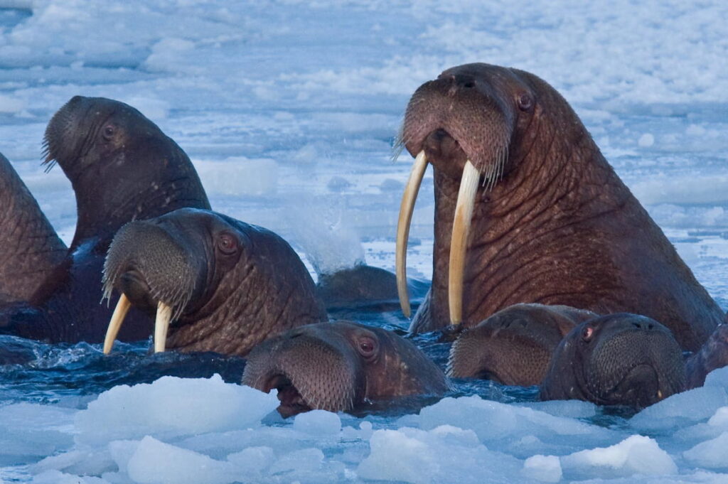 Walrus in the Chukchi Sea