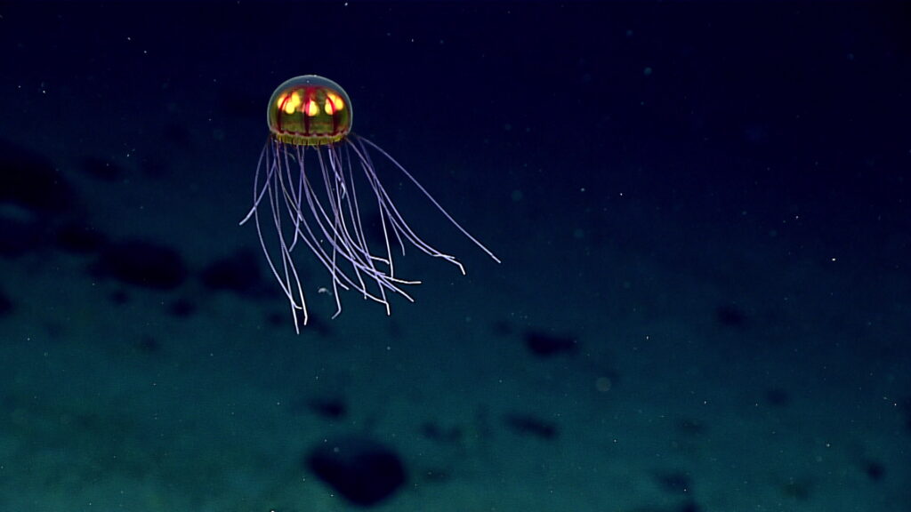 Three New Deep-Sea Discoveries