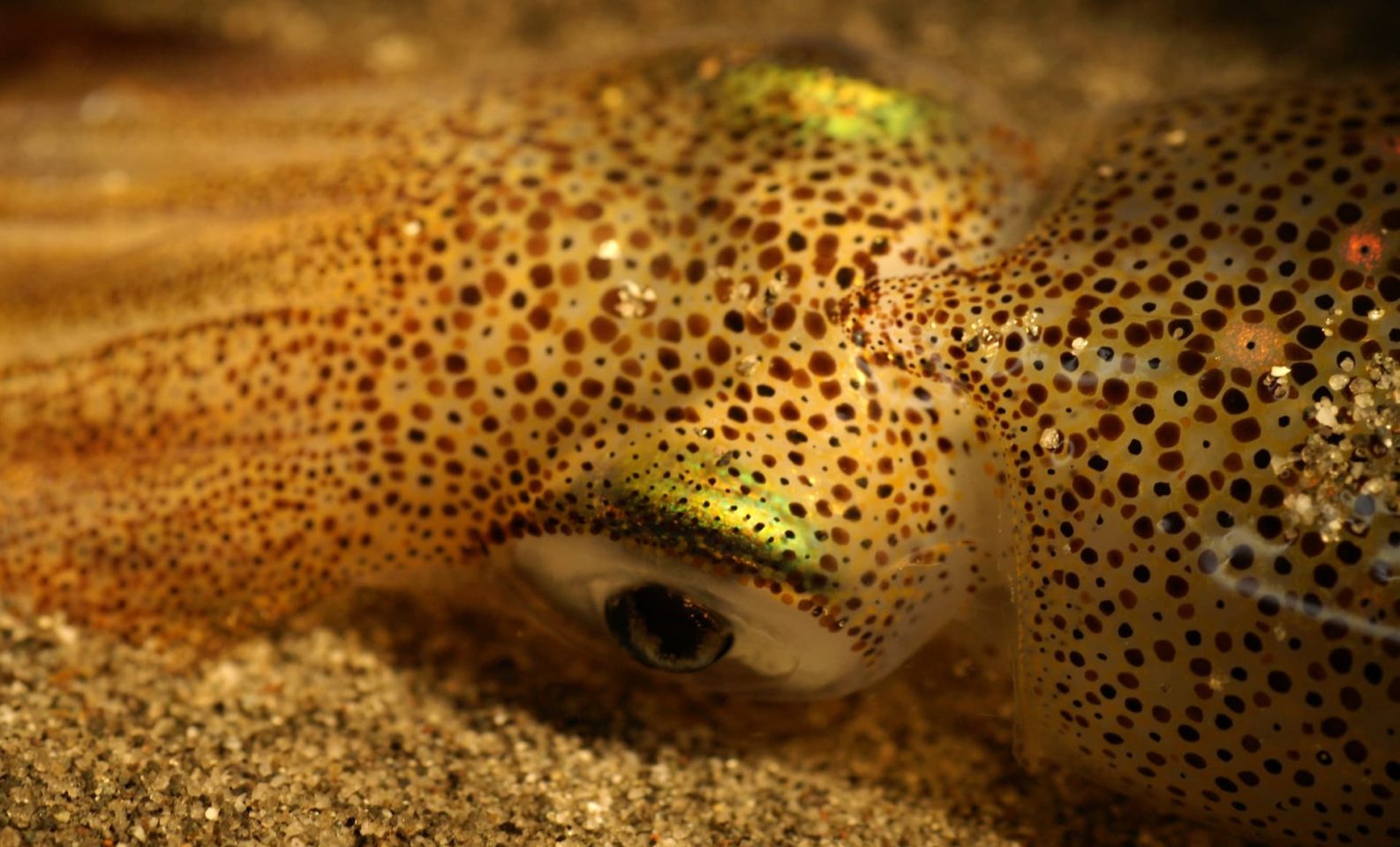Market Squid