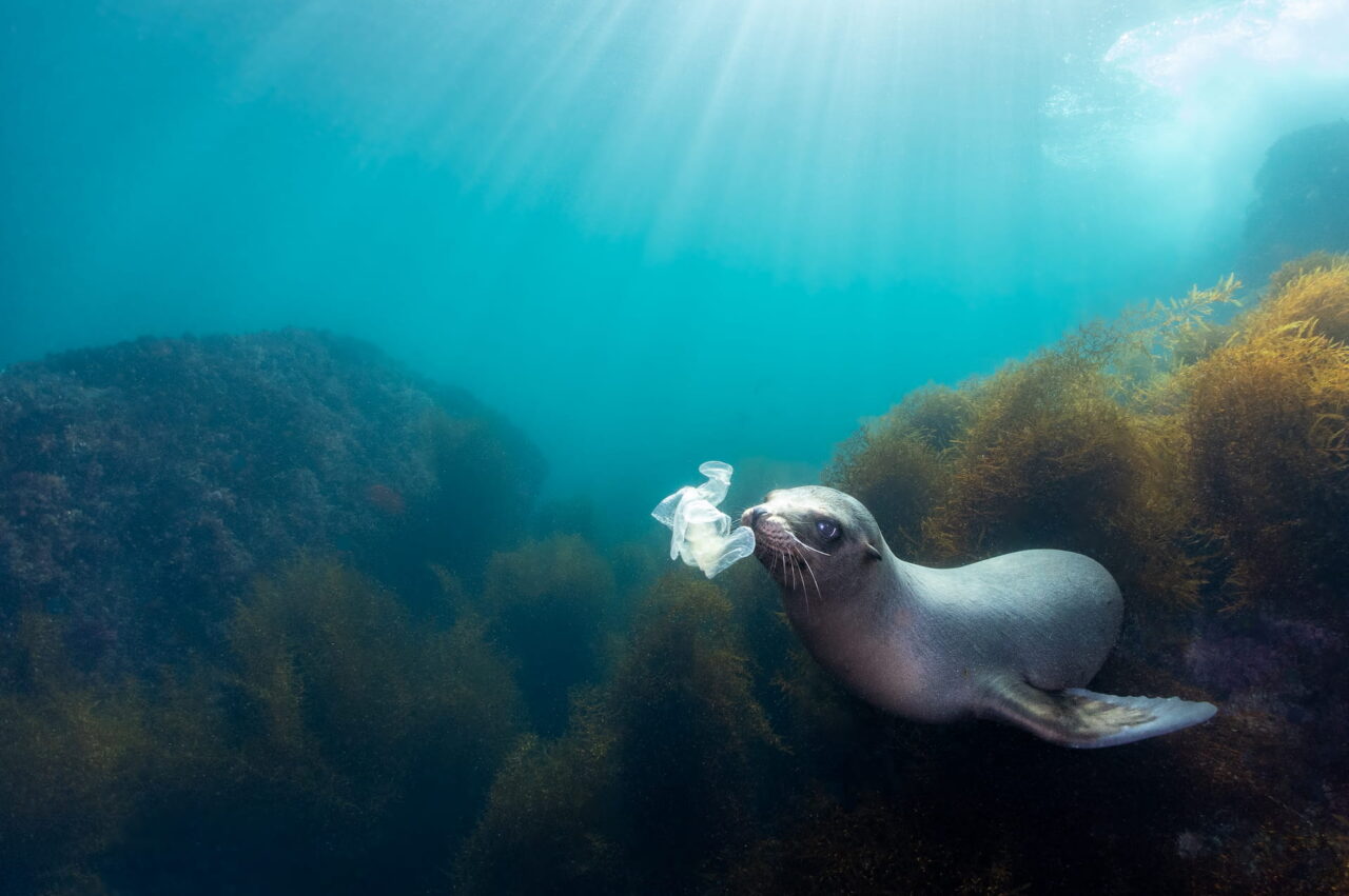 Seal with Plastics