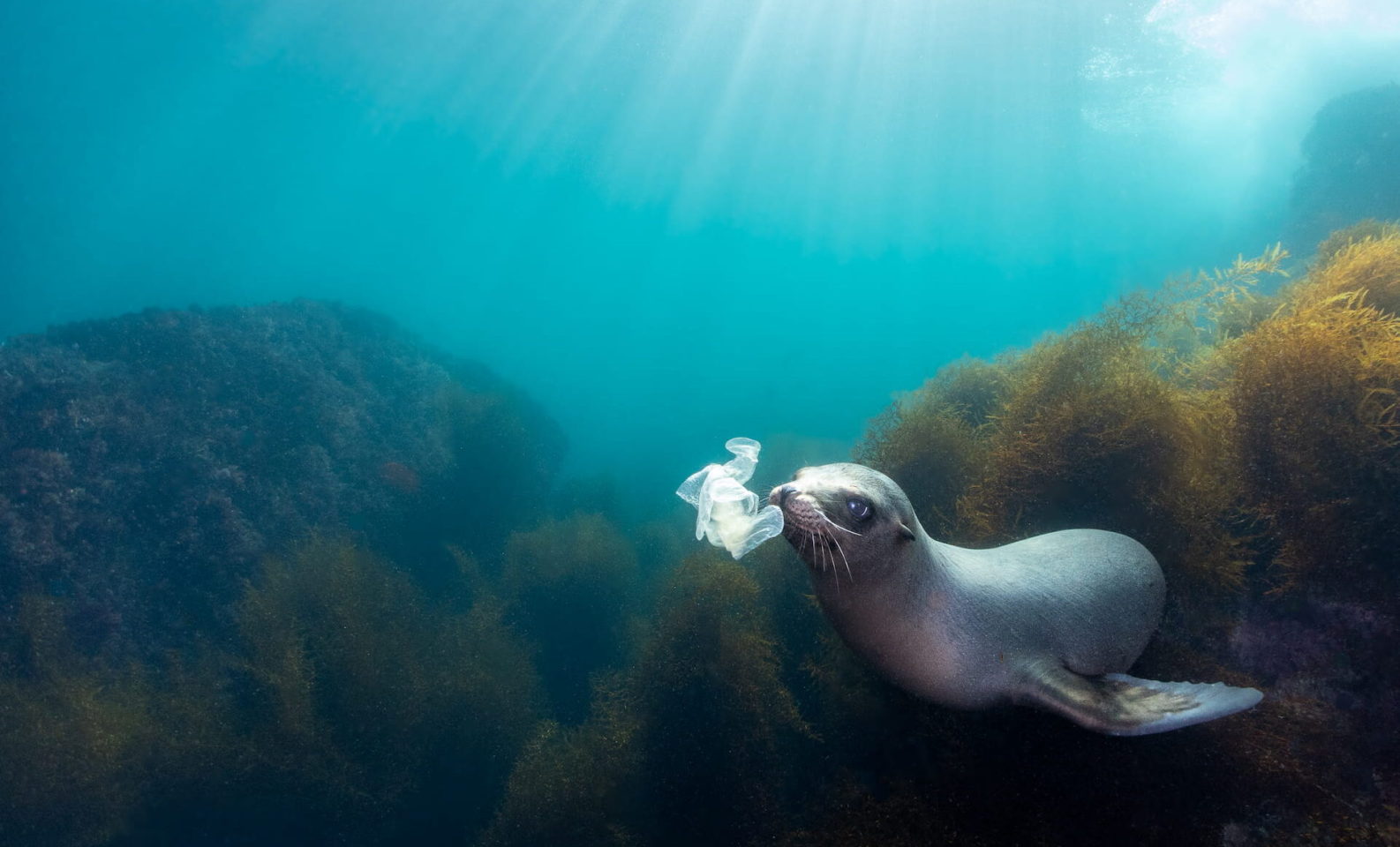 Seal with Plastics