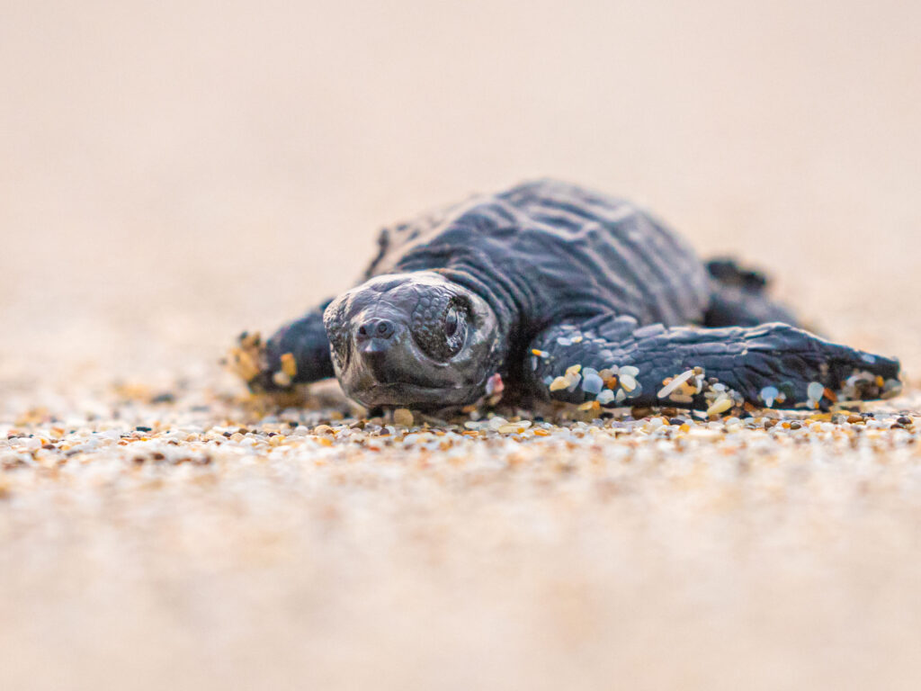 A baby sea turtle on the sand looks at the camera.