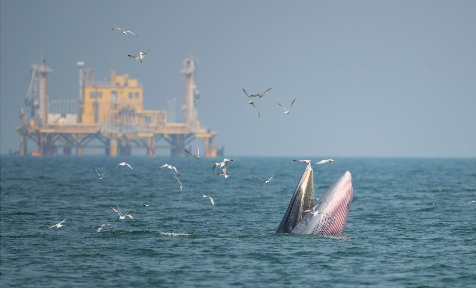 Offshore Drilling