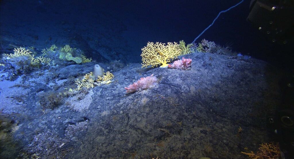 Three New Deep-Sea Discoveries