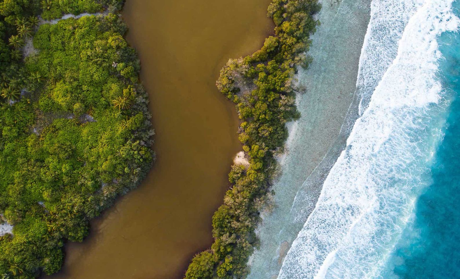 Mangroves COP29
