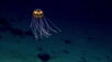 Deep Sea creature
