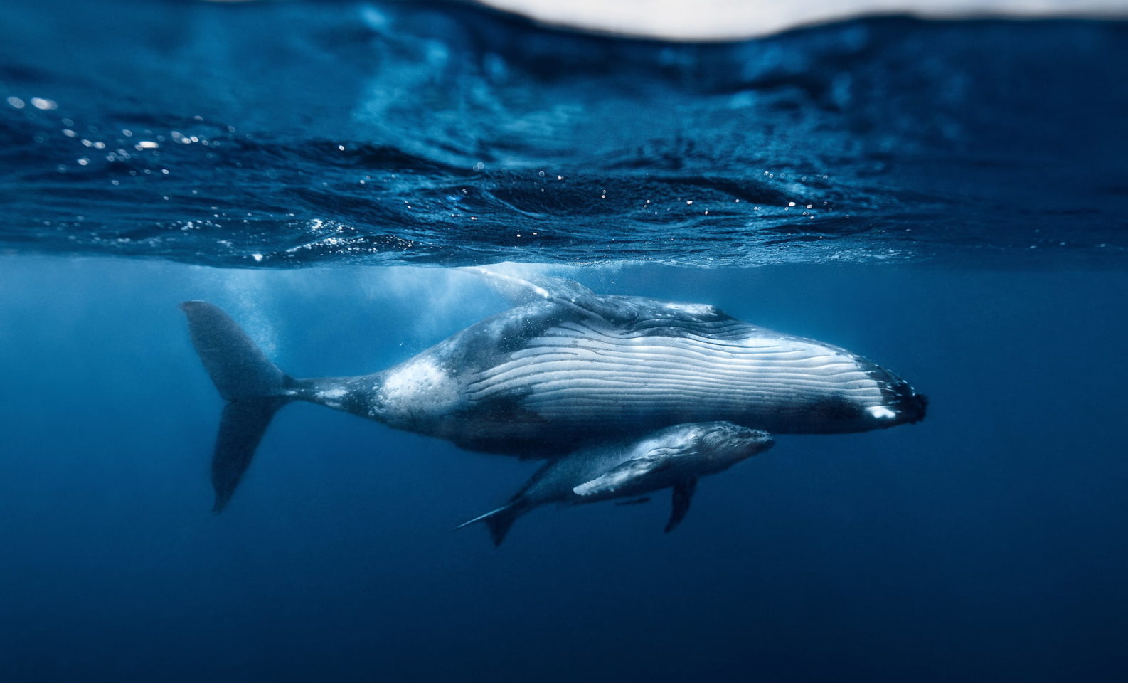 Whales in ocean. Ocean victories