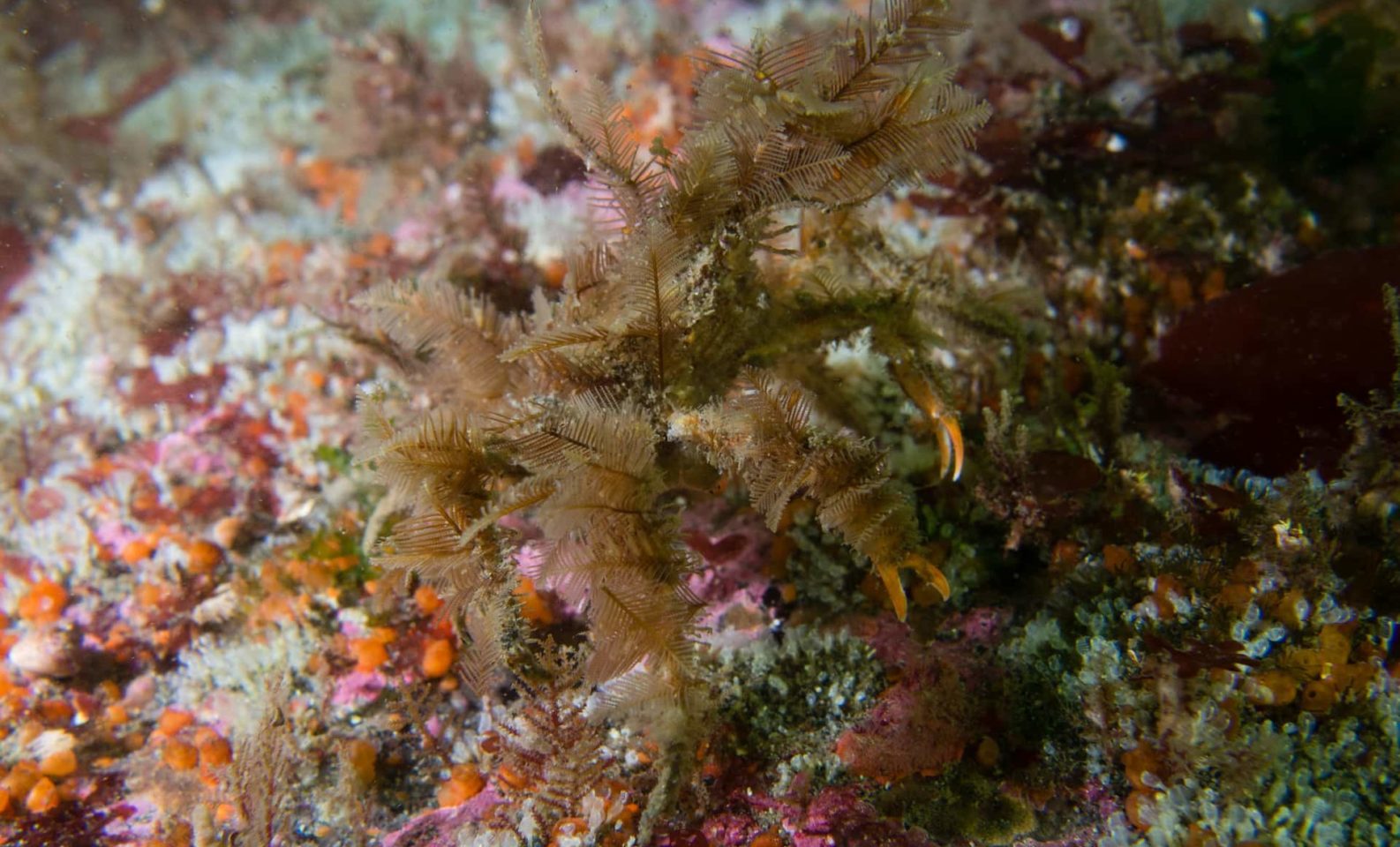 Decorator Crab