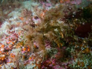 Decorator Crab