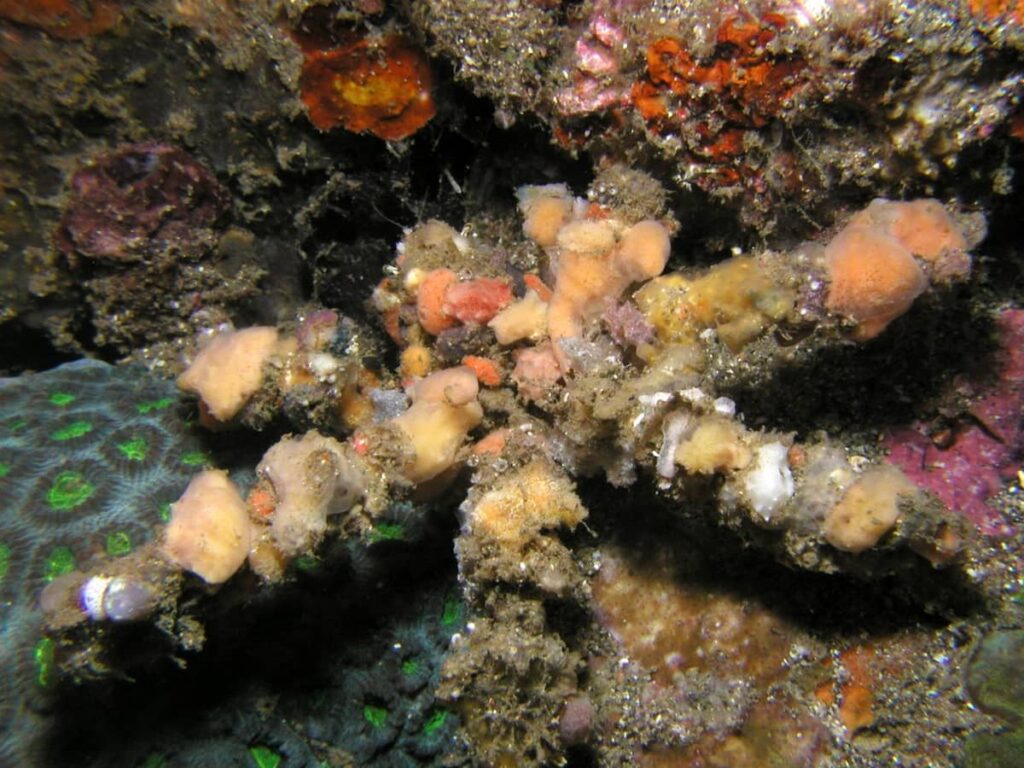 Decorator Crab