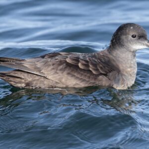 Plastic Pollution’s Toll on Seabirds