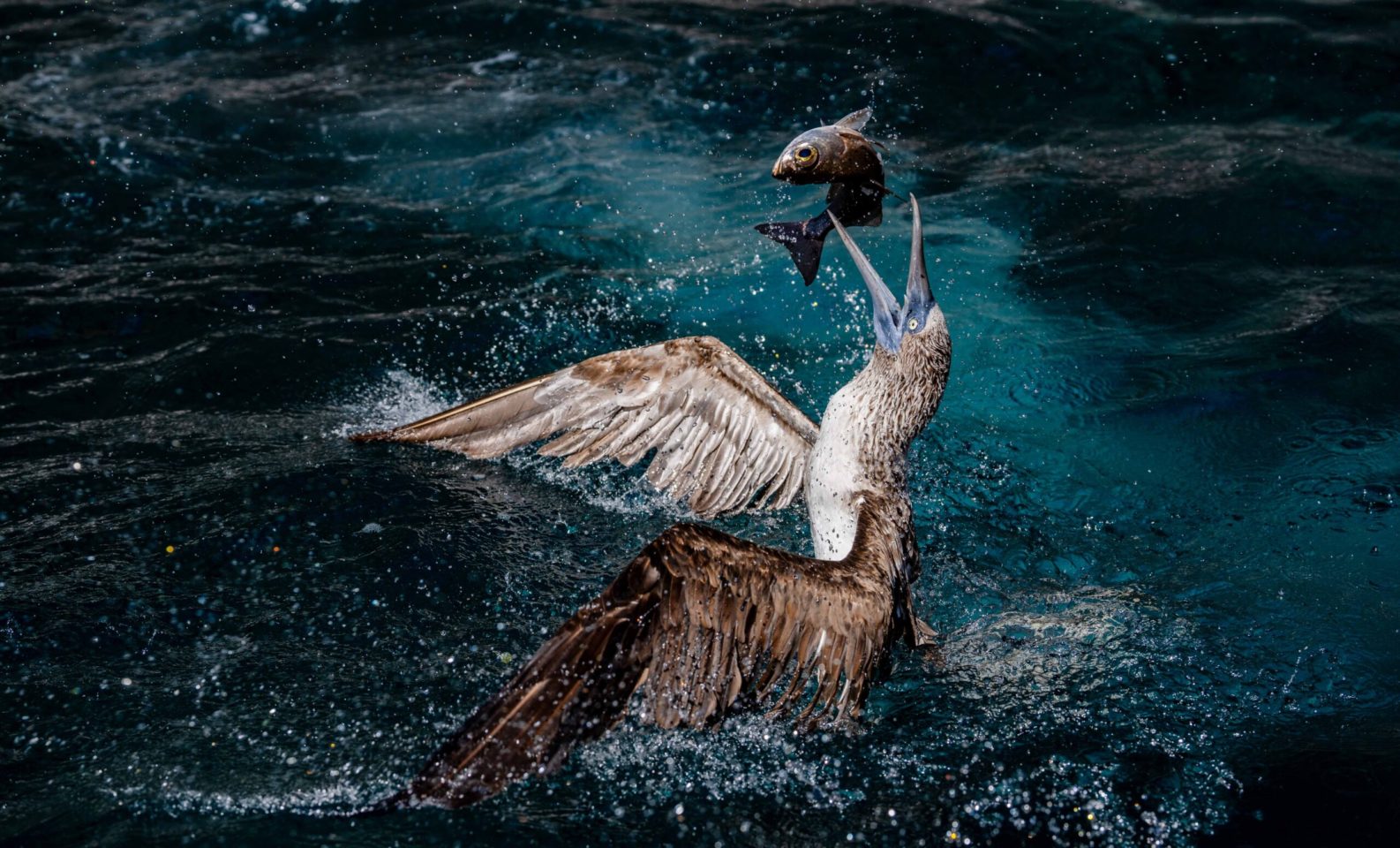 A blue-footed booby from the Galapagos Islands breaks the ocean's surface in a swift and precise flight. With its wings spread and eyes focused, it catches a gleaming fish in its beak. The water splashes around it in a fleeting but powerful scene of the natural balance between predator and prey.