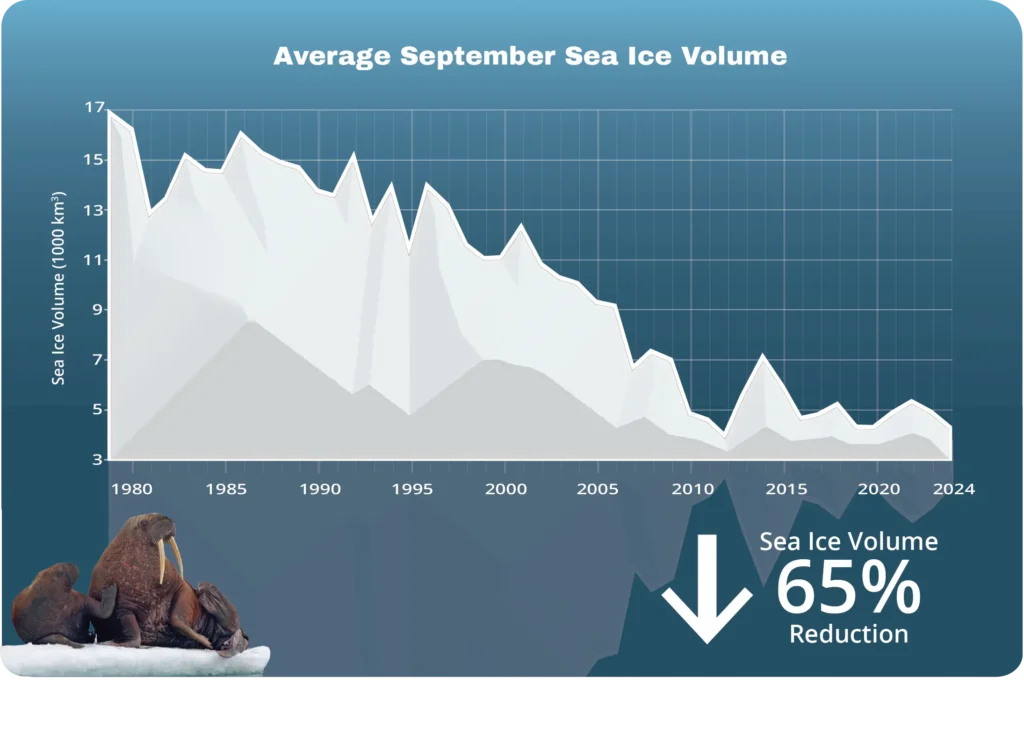 A graphic chart depicting the average September Sea Ice Volume by year. It shows a steady decline from 1980 to 2024 with text on the bottom saying "Sea Ice Volume 65% Reduction". There is a picture of three very cute walruses ion the bottom left corner.